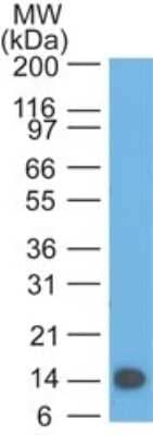 Western Blot: TSLP Antibody (55N1E3) - Azide and BSA Free [NBP2-80997] - Analysis of TSLP partial recombinant protein (amino acids 27-158) using TSLP antibody at 0.5 ug/ml. Image from the standard format of this antibody.