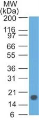 Western Blot: TSLP Antibody (55N2D4) - Azide and BSA Free [NBP2-80998] - Analysis of a TSLP recombinant protein using TSLP antibody at 0.5 ug/ml. Goat anti-mouse Ig HRP secondary antibody and PicoTect ECL substrate solution were used for this test. Image from the standard format of this antibody.