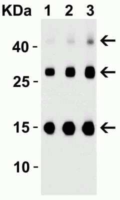 <b>Expression of Tagged Proteins Validation. </b>Western Blot: TSLP Antibody [NB110-55234] - Western Blot Validation of TSLP with Human Recombinant  protein. Loading: 30ng of TSLP partial human recombinant protein per lane.  Antibodies: TSLP NB110-55234 (Lane 1: 0.25 ug/mL, Lane 2: 0.5 ug/mL, Lane 3: 1 ug/mL),  1h incubation at RT  in 5% NFDM/TBST. Secondary: Goat anti-rabbit IgG HRP conjugate at 1:10000 dilution.