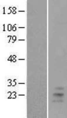 Western Blot TSLP Overexpression Lysate