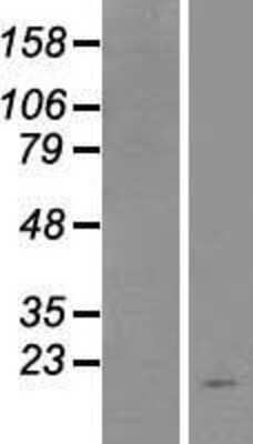 Western Blot TSLP Overexpression Lysate