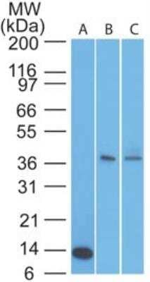 Western Blot: TSLP R/CRLF2 Antibody [NBP2-22383] - Analysis of TSLPR in an A) partial recombinant protein (0.1 ug/ml), B) human muscle and C) liver lysate (2 ug/ml) using TSLPR antibody.