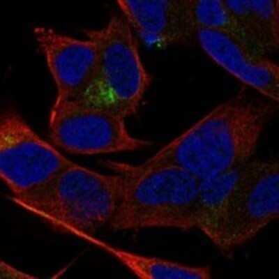 Immunocytochemistry/ Immunofluorescence TSNARE1 Antibody