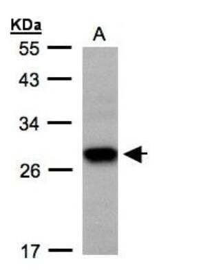 Western Blot: TSPAN1 Antibody [NBP1-30931] - Sample(30 ug whole cell lysate)A: H129912% SDS PAGE, antibody diluted at 1:500.