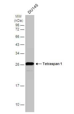 Western Blot: TSPAN1 Antibody [NBP1-30931] - Whole cell extract (30 ug) was separated by 12% SDS-PAGE, and the membrane was blotted with Tetraspan 1 antibody diluted at 1:1000. The HRP-conjugated anti-rabbit IgG antibody (NBP2-19301) was used to detect the primary antibody.