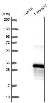 Western Blot: TSPAN12 Antibody [NBP2-49278] - Analysis in control (vector only transfected HEK293T lysate) and TSPAN12 over-expression lysate (Co-expressed with a C-terminal myc-DDK tag (3.1 kDa) in mammalian HEK293T cells).