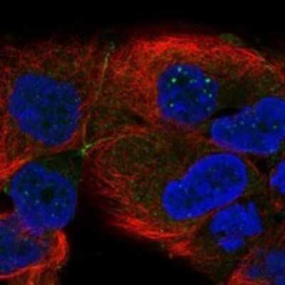 Immunocytochemistry/ Immunofluorescence TSPAN15 Antibody - BSA Free