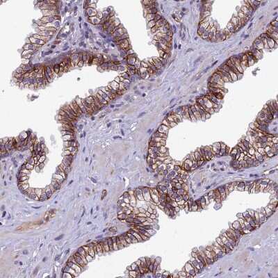 Immunohistochemistry-Paraffin: TSPAN15 Antibody [NBP1-92540] - Staining of human prostate shows moderate to strong positivity in plasma membrane in glandular cells.