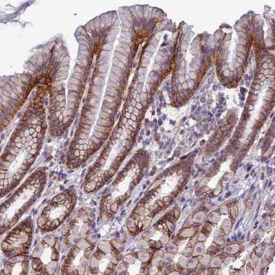 Immunohistochemistry-Paraffin: TSPAN15 Antibody [NBP1-92540] - Staining of human stomach shows moderate to strong positivity in plasma membrane in glandular cells.