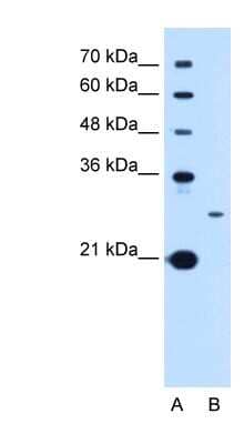 Western Blot TSPAN15 Antibody - BSA Free