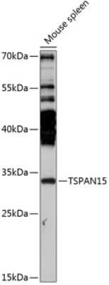 Western Blot TSPAN15 Antibody - Azide and BSA Free