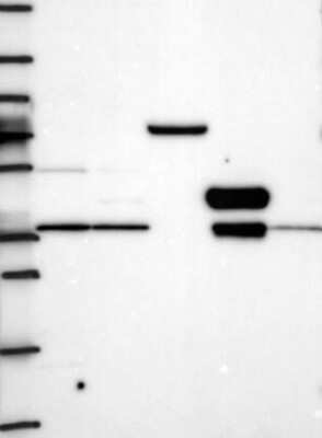 Western Blot TSPAN15 Antibody - BSA Free