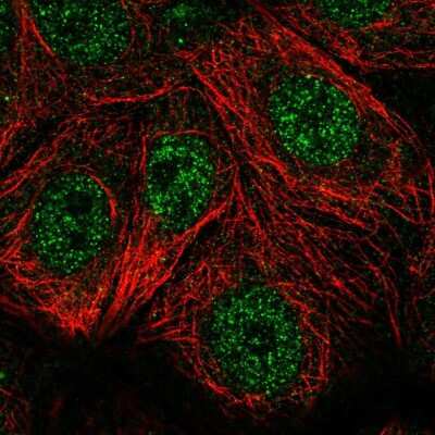 Immunocytochemistry/ Immunofluorescence TSPAN17 Antibody - BSA Free