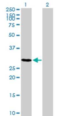 Western Blot: TSPAN17 Antibody [H00026262-B01P] - Analysis of TSPAN17 expression in transfected 293T cell line by TSPAN17 polyclonal antibody.  Lane 1: TSPAN17 transfected lysate(36.19 KDa). Lane 2: Non-transfected lysate.