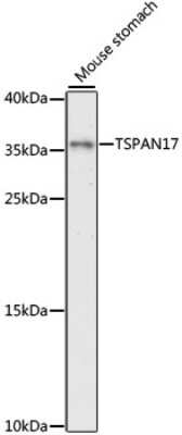 Western Blot: TSPAN17 Antibody [NBP2-94756] - Analysis of extracts of mouse stomach, using TSPAN17 .Exposure time: 90s.