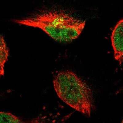 Immunocytochemistry/ Immunofluorescence TSPAN3 Antibody - BSA Free