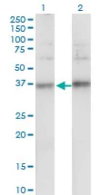 Western Blot: TSPAN32/TSSC6 Antibody (2B4) [H00010077-M02] - Analysis of TSPAN32 expression in transfected 293T cell line by TSPAN32 monoclonal antibody (M02), clone 2B4.Lane 1: TSPAN32 transfected lysate(34.6 KDa).Lane 2: Non-transfected lysate.
