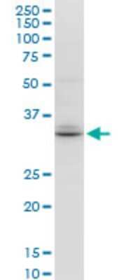 Western Blot: TSPAN32/TSSC6 Antibody (2G12) [H00010077-M04] - Analysis of TSPAN32 expression in Hela S3 NE (Cat # L013V3).