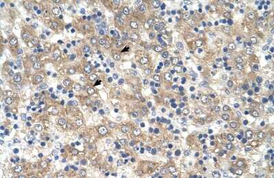 Immunohistochemistry-Paraffin TSPAN32/TSSC6 Antibody - BSA Free