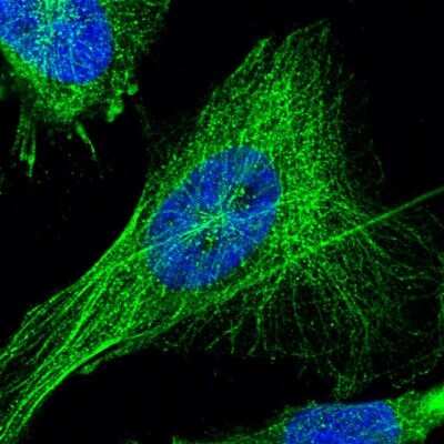 Immunocytochemistry/Immunofluorescence: TSPAN33 Antibody [NBP1-92490] - Immunofluorescent staining of human cell line U-251 MG shows localization to microtubules.