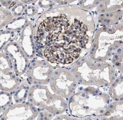 Immunohistochemistry-Paraffin: TSPAN33 Antibody [NBP1-92490] - Staining of human kidney shows moderate cytoplasmic positivity in cells in glomeruli.