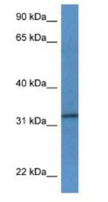 Western Blot: TSPAN33 Antibody [NBP1-74070] - Rat Brain lysate, concentration 1 ug/ml.