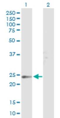 Western Blot: TSPAN8/TM4SF3 Antibody [H00007103-B01P] - Analysis of TSPAN8 expression in transfected 293T cell line by TSPAN8 polyclonal antibody.  Lane 1: TSPAN8 transfected lysate(26.07 KDa). Lane 2: Non-transfected lysate.