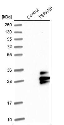 Western Blot: TSPAN9 Antibody [NBP1-81003] - Analysis in control (vector only transfected HEK293T lysate) and TSPAN9 over-expression lysate (Co-expressed with a C-terminal myc-DDK tag (3.1 kDa) in mammalian HEK293T cells).