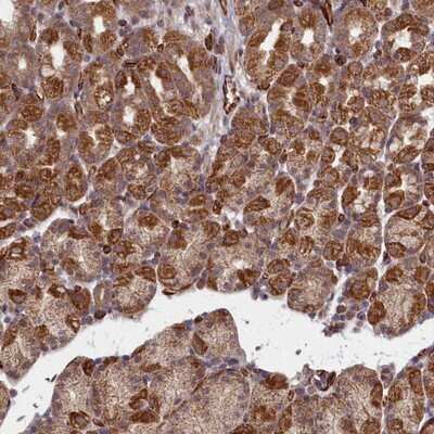Immunohistochemistry-Paraffin TSPYL4 Antibody - BSA Free