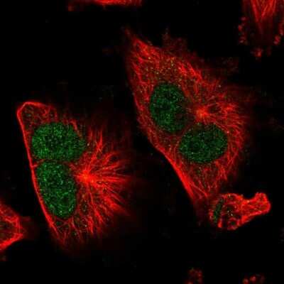 Immunocytochemistry/Immunofluorescence: TSR1 Antibody [NBP2-58300] - Staining of human cell line U-251 MG shows localization to nucleoplasm.