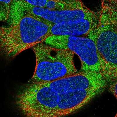 Immunocytochemistry/ Immunofluorescence TSR3 Antibody - BSA Free