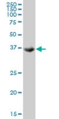 Western Blot: TSSK2 Antibody (1F6) [H00023617-M03] - Analysis of TSSK2 expression in Jurkat (Cat # L017V1).