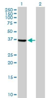 Western Blot TSSK2 Antibody - Azide and BSA Free