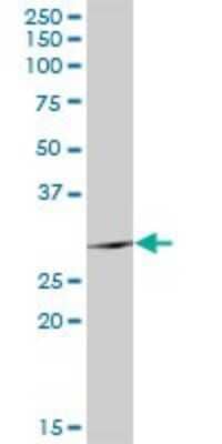 Western Blot TSSK6 Antibody - Azide and BSA Free