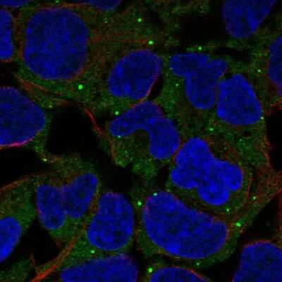 Immunocytochemistry/Immunofluorescence: TSTD1 Antibody [NBP2-58888] - Staining of human cell line HEK 293 shows localization to cytosol & cytoplasmic bodies.