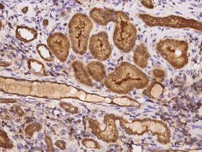 Immunohistochemistry-Paraffin: TSTD1 Antibody [NBP2-98187] - Immunochemical staining of human TSTD1 in human kidney with rabbit polyclonal antibody at 1:2000 dilution, formalin-fixed paraffin embedded sections.