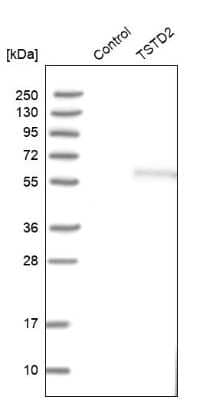 Western Blot: TSTD2 Antibody [NBP1-86695] - Analysis in control (vector only transfected HEK293T lysate) and TSTD2 over-expression lysate (Co-expressed with a C-terminal myc-DDK tag (3.1 kDa) in mammalian HEK293T cells).