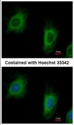 Immunocytochemistry/Immunofluorescence: TTC1 Antibody [NBP1-30972] - Analysis of paraformaldehyde-fixed HeLa, using TTC1 antibody at 1:500 dilution.