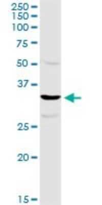 Western Blot: TTC1 Antibody [H00007265-D01P] - Analysis of TTC1 expression in IMR-32.