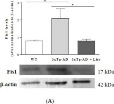 Western Blot: TTC11 Antibody [NB100-56646] - Effect of liraglutide on brain cortical mitochondrial fission/fusion markers in female mice with early AD-like pathology. Brain cortical Fis1 (A) protein levels were determined and normalized to beta-actin levels, and representative Western blotting images displayed. Data are the mean +/- SE from 6 mice/group. Statistical significance: * p < 0.05, by the one-way ANOVA with the Fisher LSD post-hoc test for multiple comparisons. Image collected and cropped by CiteAb from the following publication (//www.mdpi.com/1422-0067/21/5/1746), licensed under a CC-BY license.