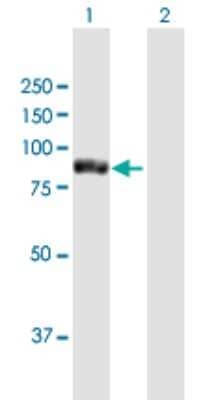 Western Blot: TTC12 Antibody [H00054970-B01P] - Analysis of TTC12 expression in transfected 293T cell line by TTC12 polyclonal antibody.  Lane 1: TTC12 transfected lysate(80.52 KDa). Lane 2: Non-transfected lysate.