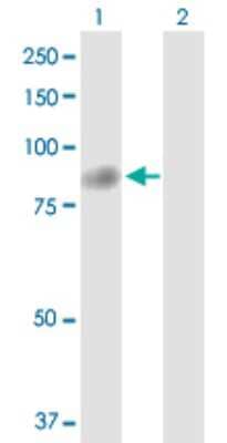 Western Blot: TTC12 Antibody [H00054970-D01P] - Analysis of TTC12 expression in transfected 293T cell line by TTC12 polyclonal antibody.Lane 1: TTC12 transfected lysate(81.70 KDa).Lane 2: Non-transfected lysate.