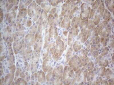 Immunohistochemistry: TTC14 Antibody (OTI9E11) - Azide and BSA Free [NBP2-74655] - Analysis of Human pancreas tissue. (Heat-induced epitope retrieval by 1mM EDTA in 10mM Tris buffer (pH8.5) at 120C for 3 min)