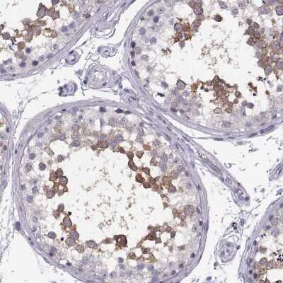 Immunohistochemistry-Paraffin: TTC21A Antibody [NBP2-34008] - Staining of human testis shows high expression.