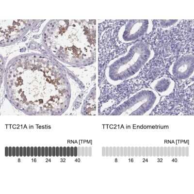 Immunohistochemistry-Paraffin: TTC21A Antibody [NBP2-34008] - Staining in human testis and endometrium tissues using anti-TTC21A antibody. Corresponding TTC21A RNA-seq data are presented for the same tissues.