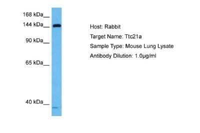 Western Blot: TTC21A Antibody [NBP2-83718] - Host: Rabbit. Target Name: TTC21A. Sample Tissue: Mouse Lung lysates. Antibody Dilution: 1ug/ml