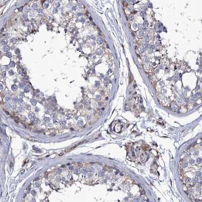 Immunohistochemistry-Paraffin: TTC23 Antibody [NBP1-83717] - Staining of human testis shows cytoplasmic positivity in cells in seminiferous ducts.