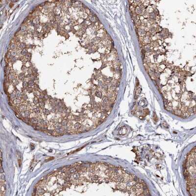 Immunohistochemistry-Paraffin: TTC23 Antibody [NBP1-83718] - Staining of human testis shows cytoplasmic positivity in cells in seminiferous ducts.