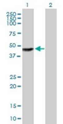 Western Blot: TTC23 Antibody [H00064927-B01P] - Analysis of TTC23 expression in transfected 293T cell line by TTC23 polyclonal antibody.  Lane 1: TTC23 transfected lysate(43.23 KDa). Lane 2: Non-transfected lysate.