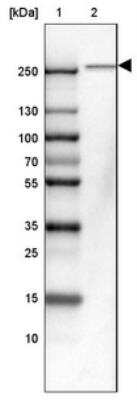 Western Blot: TTC3 Antibody [NBP1-84293] - Lane 1: Marker  [kDa] 250, 130, 100, 70, 55, 35, 25, 15, 10.  Lane 2: HEL